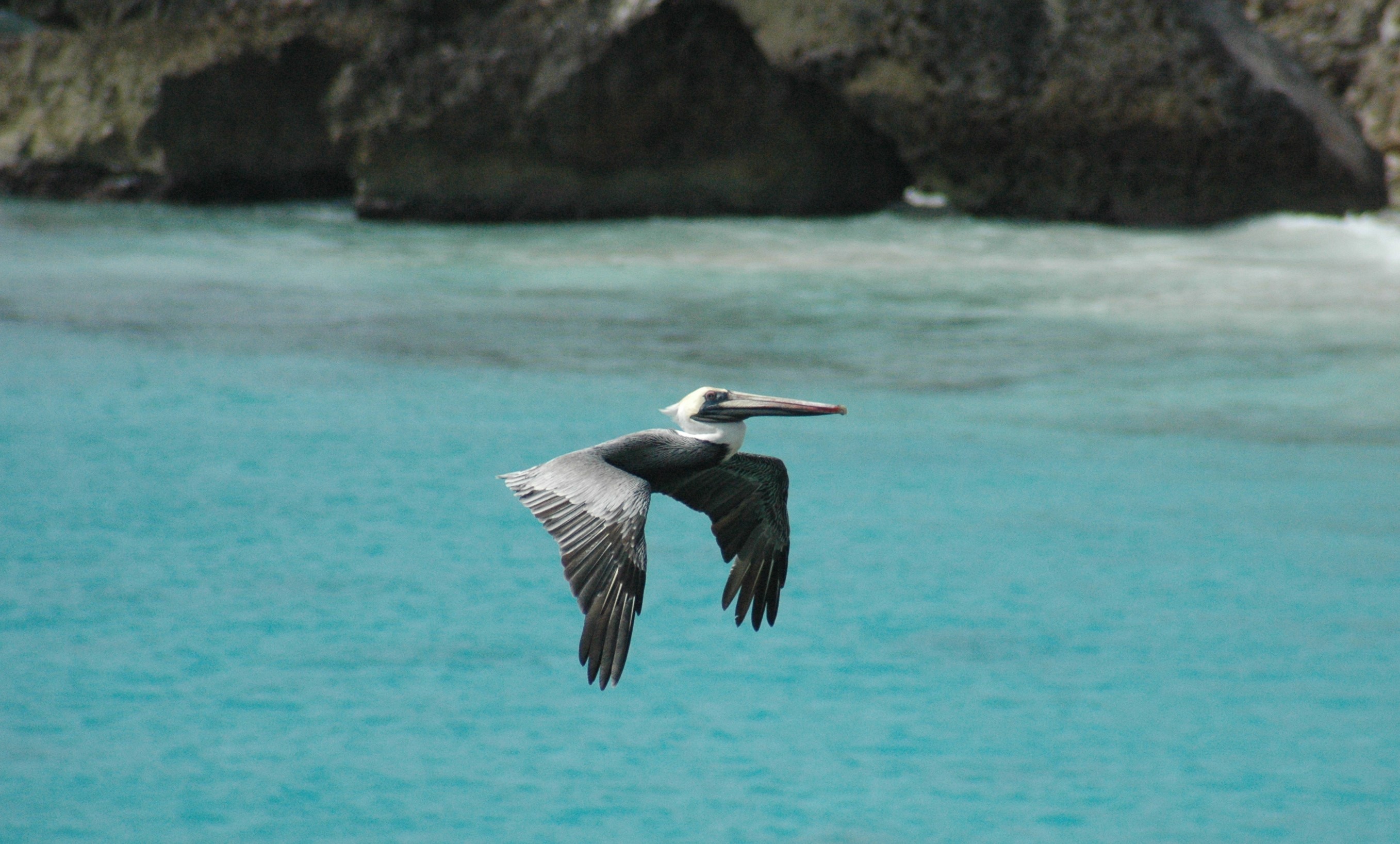 Brown Pelican at Slagbaai